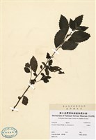 藏品(水雞油)的圖片